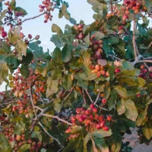 استفاده از کود کلسیمی مینوکاب در پسته